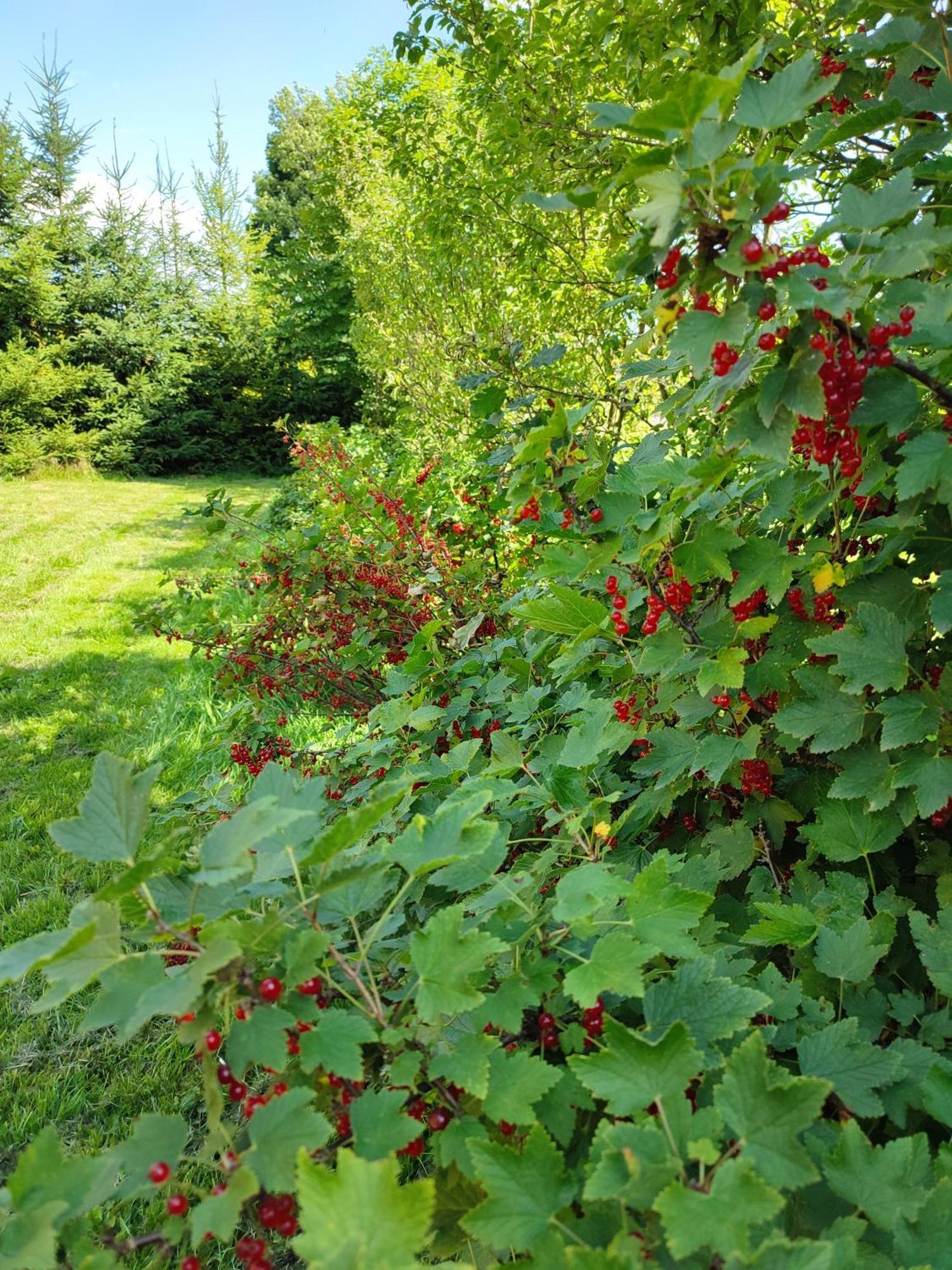 Smrekowa Chatka W Milowce Milówka Exteriér fotografie